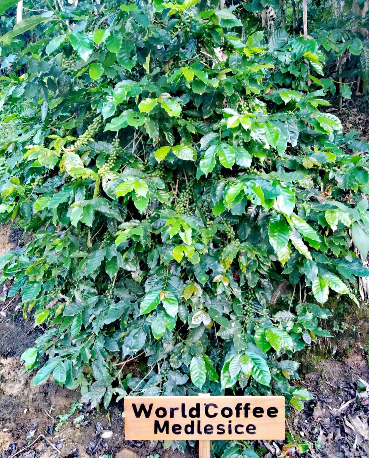 Kávovník World Coffee Honduras