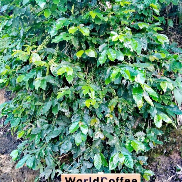 Kávovník World Coffee Honduras